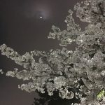 夜桜