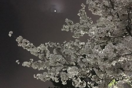 夜桜