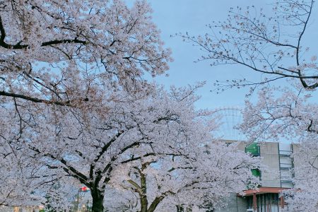 🌸花より団子🍡