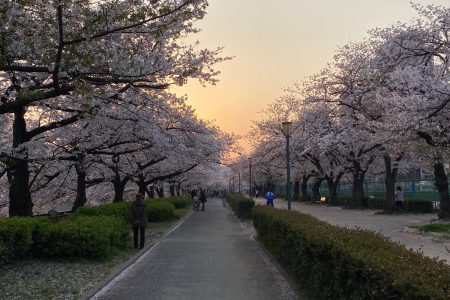 お花見😢