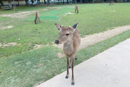 鹿🦌