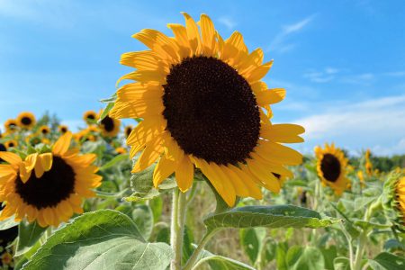 ひまわり畑🌻