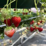 念願のいちご狩り🍓