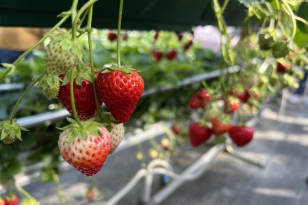 念願のいちご狩り🍓