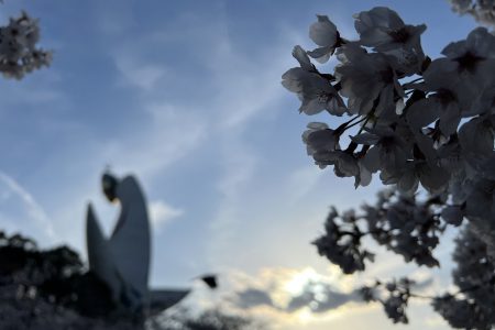 お花見🌸