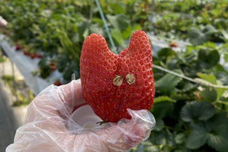 いちごがり🍓