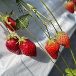 いちご狩り🍓