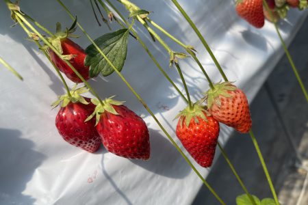 いちご狩り🍓