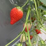 念願の…🍓🍓