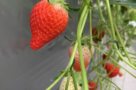 念願の…🍓🍓