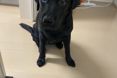 今日のくろず🐶