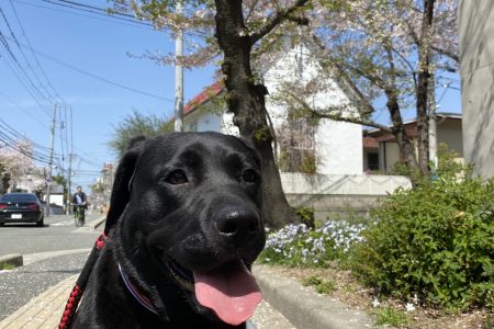 くろずとお散歩🌸