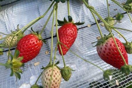 いちご狩り🍓✨