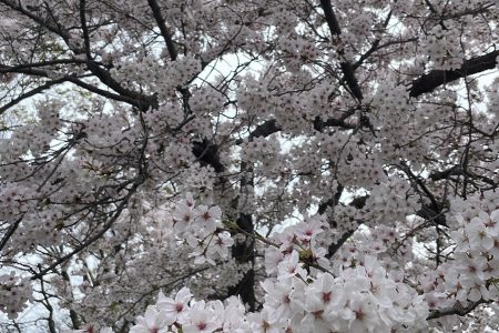 お花見🌸