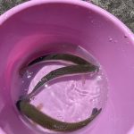 魚釣り🐟