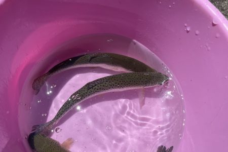 魚釣り🐟