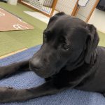 最近のくろずさん🐶